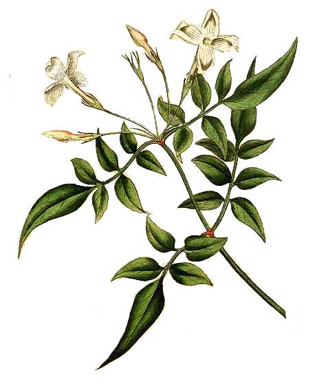 458x558 Jasmin, Jasminum Grandiflorum Linn Jasmine, Mo Li Hua