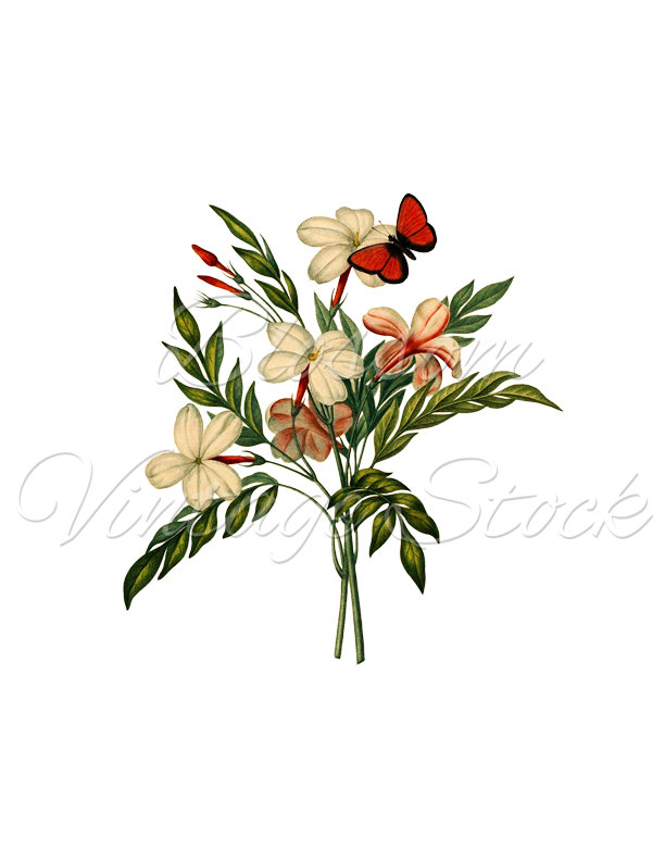 612x792 Jasmine Bouquet Floral Botanical Print Vintage Flowers Etsy
