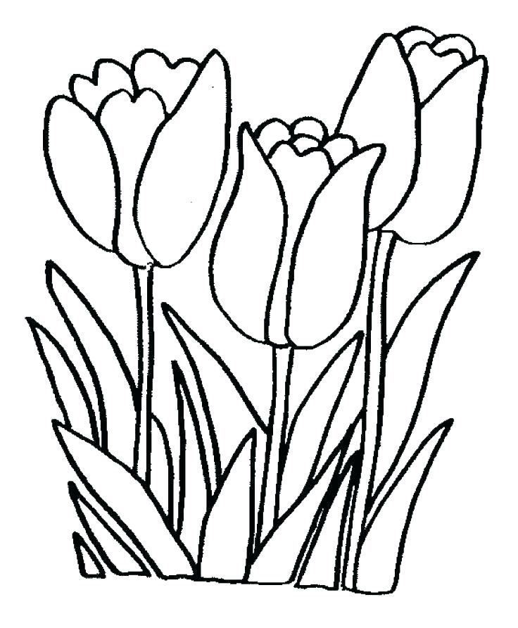 736x892 Jasmine Flower Coloring Pages Calla Lily Colouring Tiger On Images