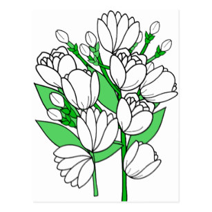 307x307 Jasmine Flower Postcards Zazzle Au
