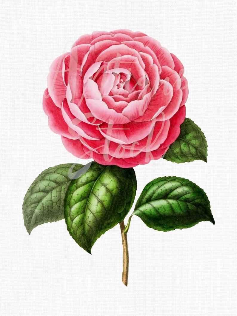 794x1059 Pink Flower Clipart Botanical Illustration Digital Download Etsy