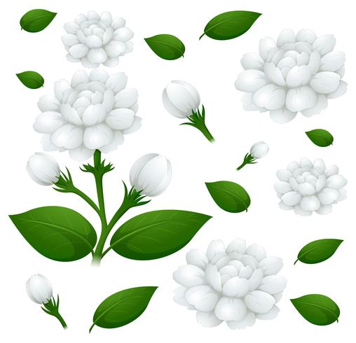 508x490 Seamless Background With Jasmine Flowers
