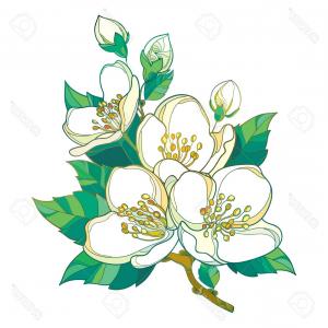 300x300 Vector Branch Outline Jasmine Flowers Bud Soidergi