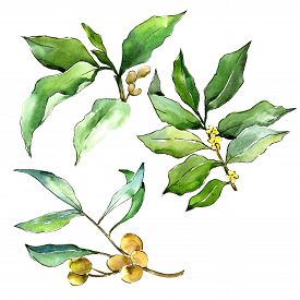 275x275 Botanical Drawings Photos And Images