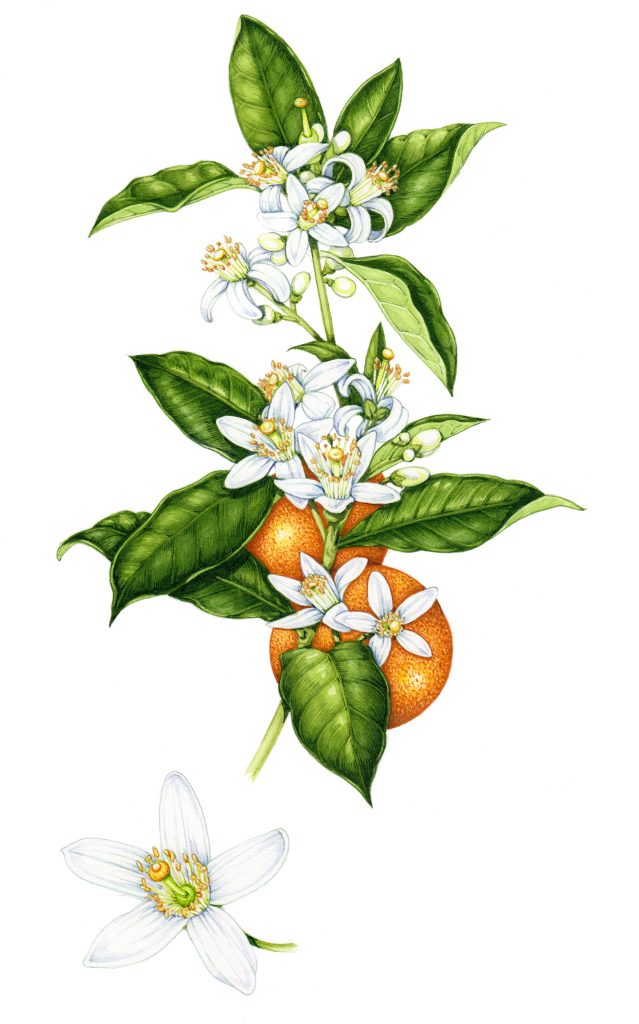 639x1024 Botanical Illustration Cheating Doesn't Exist