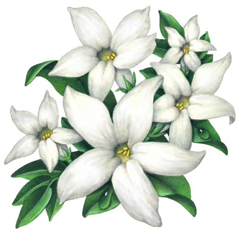 486x475 Botanical Illustration Of Five White Jasmine Flowers With Leaves