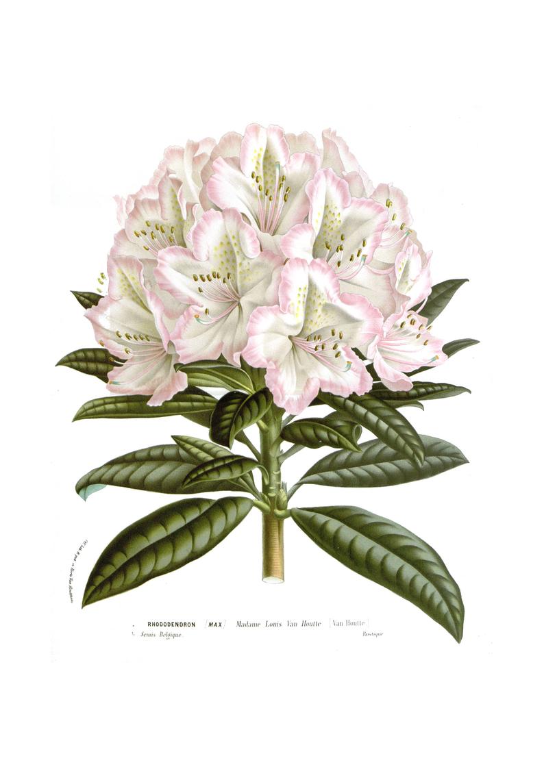 794x1123 Huge Collection Of 'rhododendron Flower Drawing' Download More