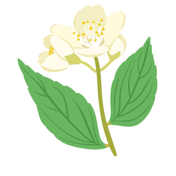 700x700 jasmine absolute oil