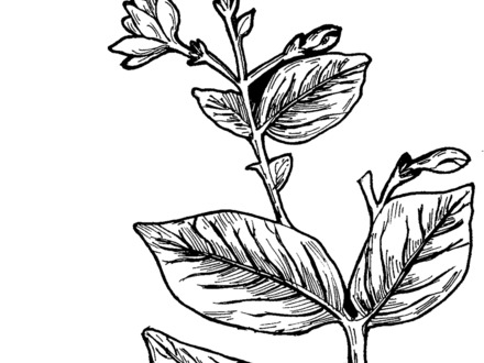 440x330 jasmine flower coloring pages, free coloring pages of jasmine