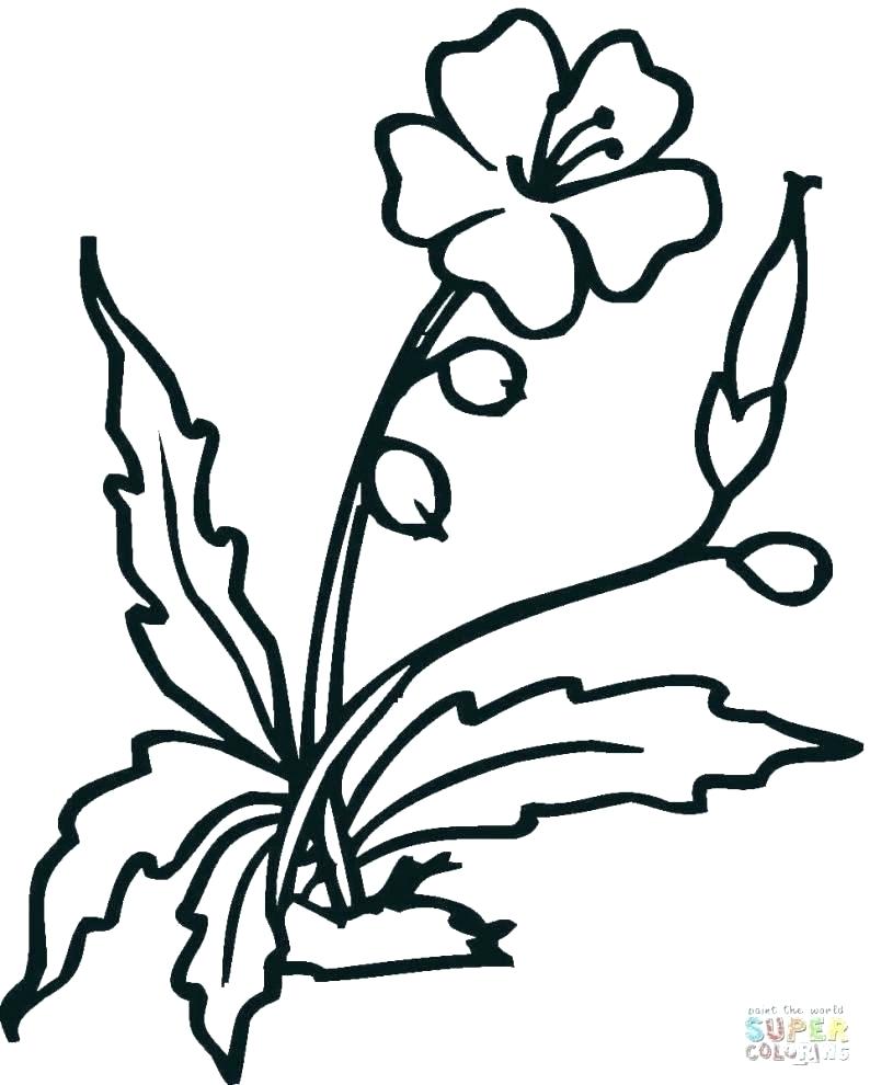 794x990 Jasmine Flower Coloring Pages Pictures Of Flowers Printable