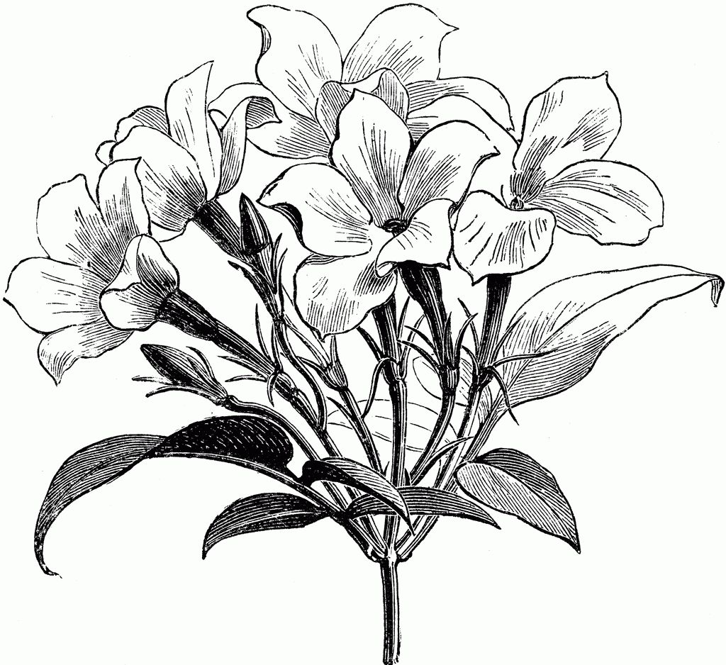 1024x938 sampaguita flower drawing jasmine clipart jasmine plant tattoos