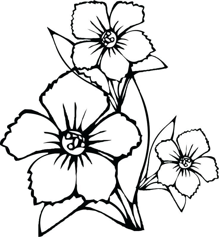 736x798 Collection Of Jasmine Flower Drawing Tattoo Download Them And Try
