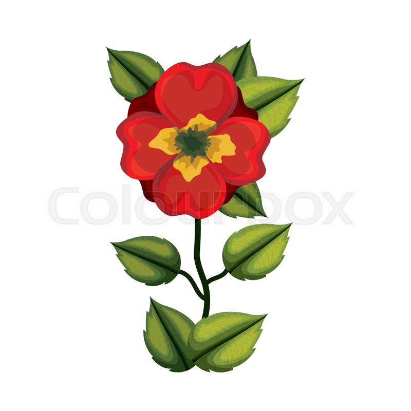 800x800 Cute Jasmine Flower With Leafs Stock Vector Colourbox