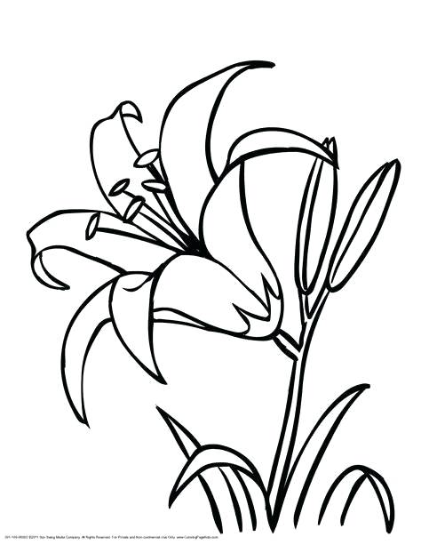 474x613 Cool Drawing Outlines At Free For Personal Use Flower Outline