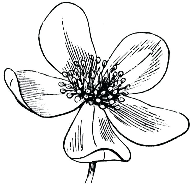 736x715 Flower Drawing Clipart Flower Drawings For Kids Library Flower
