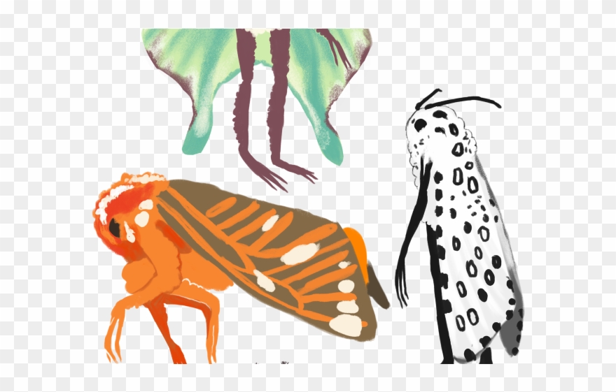 880x561 Moth Clipart Tumblr Transparent