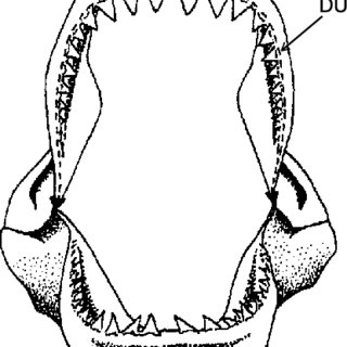 320x320 measurement of the shark jaw used in this work dujp = dried upper