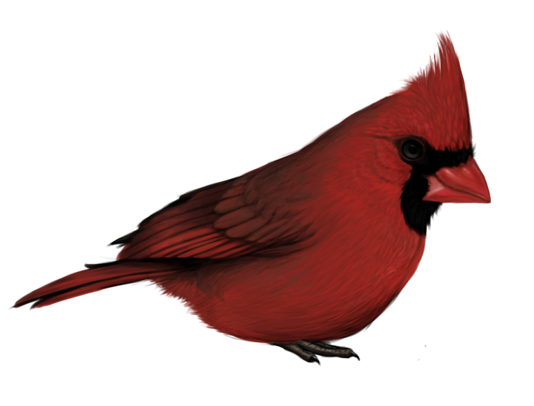 767x584 Collection Of Free Cardinal Drawing Blue Jay Download On Ui Ex