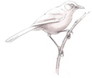 300x255 Drawing Better Bird Shadows