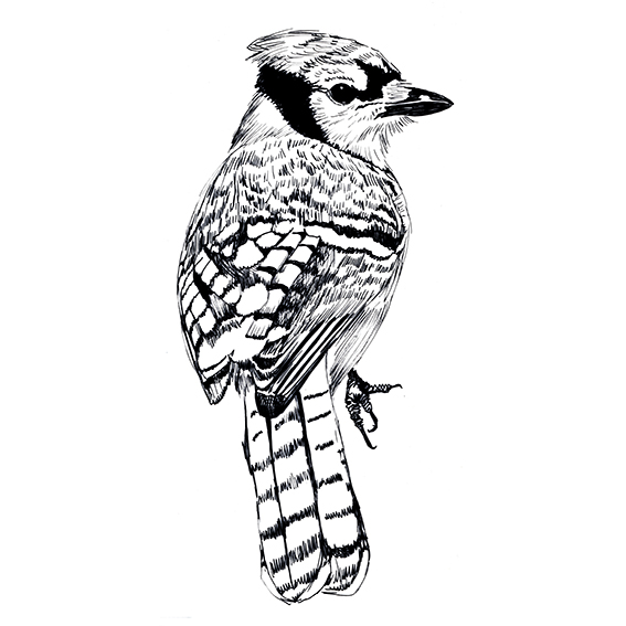 567x567 Drawing Of The Week Blue Jay Bird Ella's Place