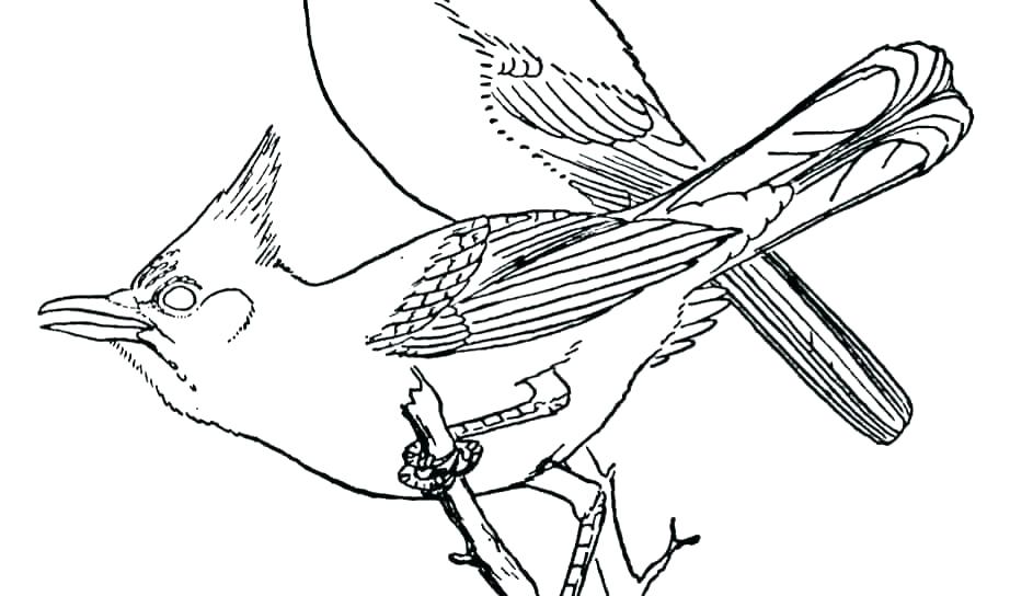 922x544 Drawing Outlines Blue Jay Bird For Free Download