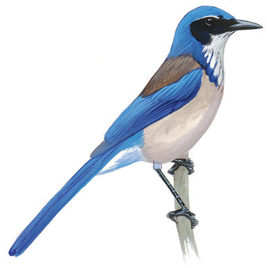386x388 How To Draw A Blue Jay Bird