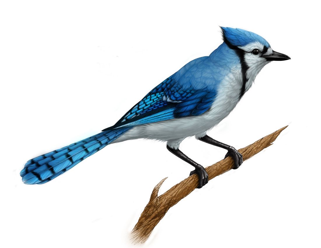 1100x850 Watercolor Blue Jay Wallpapers