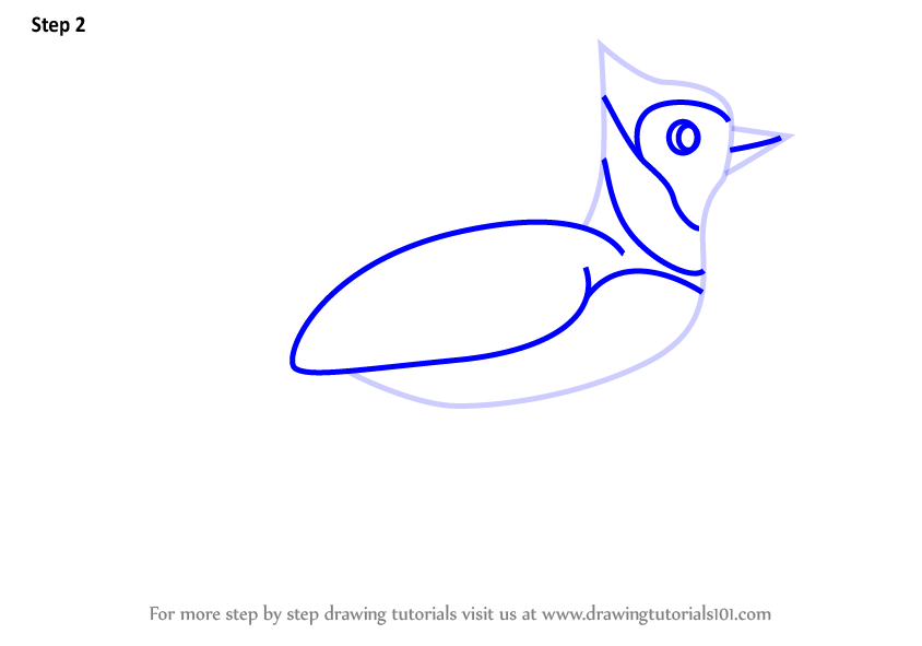 844x591 Learn How To Draw A Blue Jay Bird For Kids