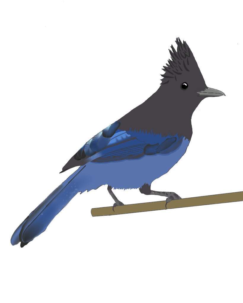 820x1024 Old Stelar's Jay Drawing Wonderful Artists Amino Amino