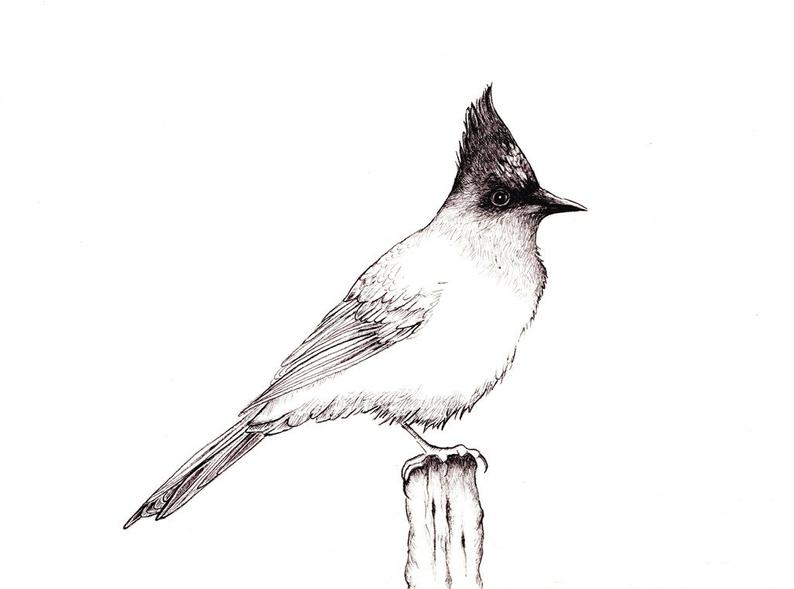 794x589 Stellar Jay Bw Print Digital Print Of An Original Drawing Etsy