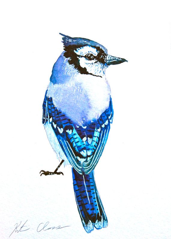 570x793 watercolor painting blue jay bird painting original