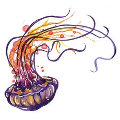 Jellyfish Drawing Color