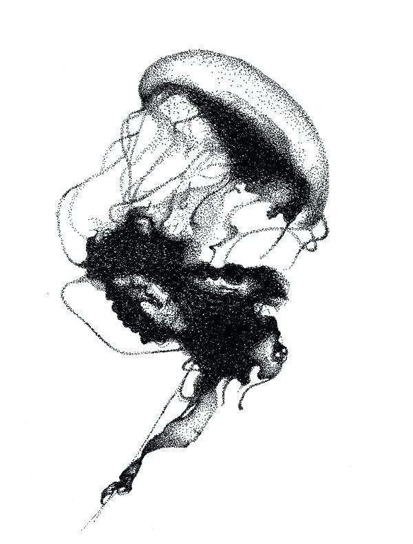 600x789 drawings of jellyfish jellyfish drawings color