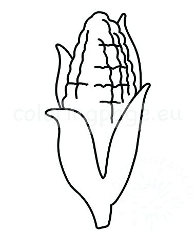 380x450 How To Draw Corn On The Cob Corn Cob Outline Coloring