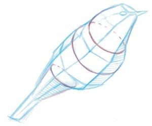 300x248 from the laws guide to drawing birds in drawing bird