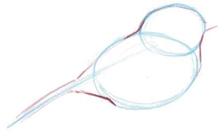 450x273 from the laws guide to drawing birds in drawings