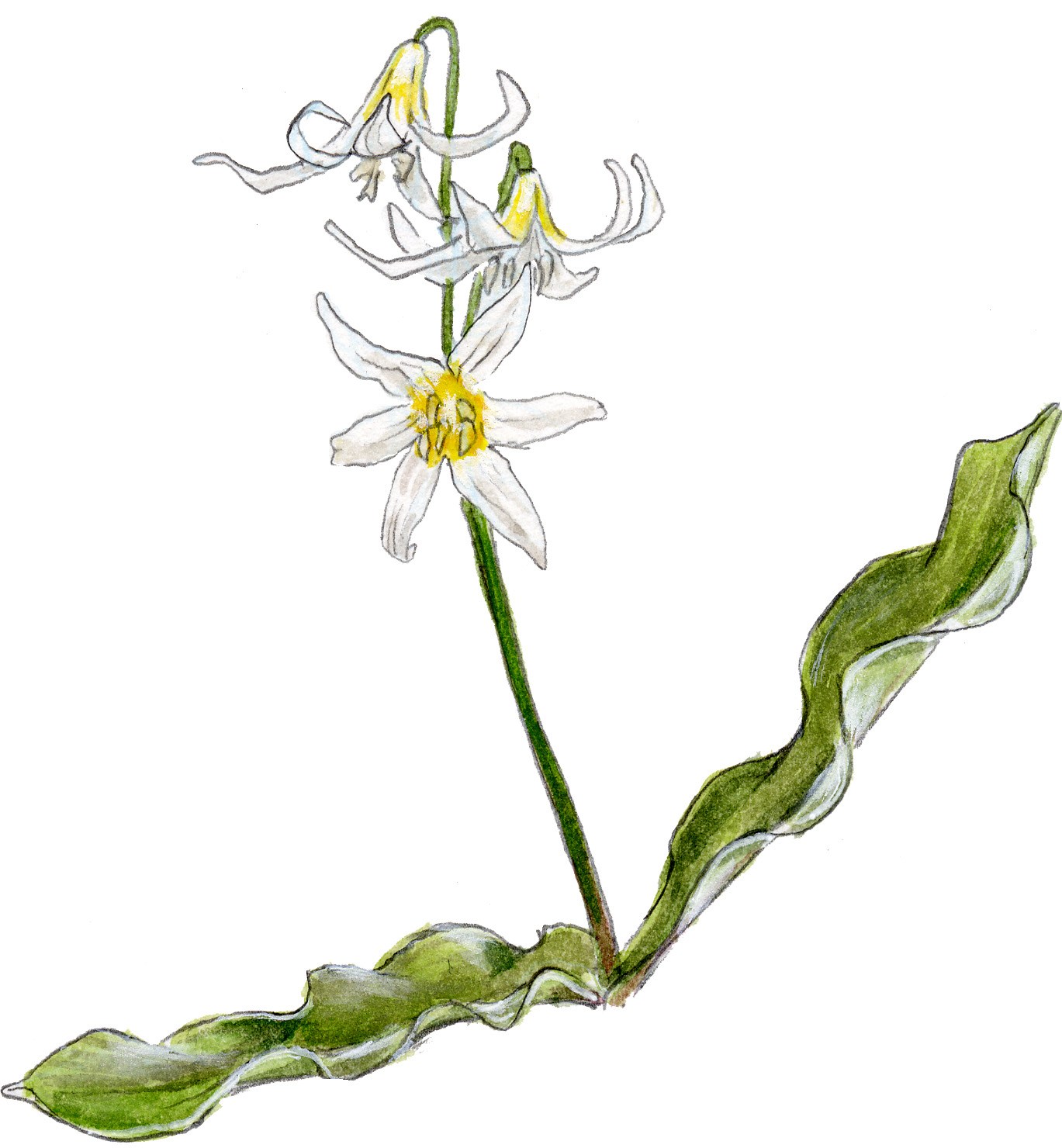 1369x1480 How To Draw Wildflowers Part I