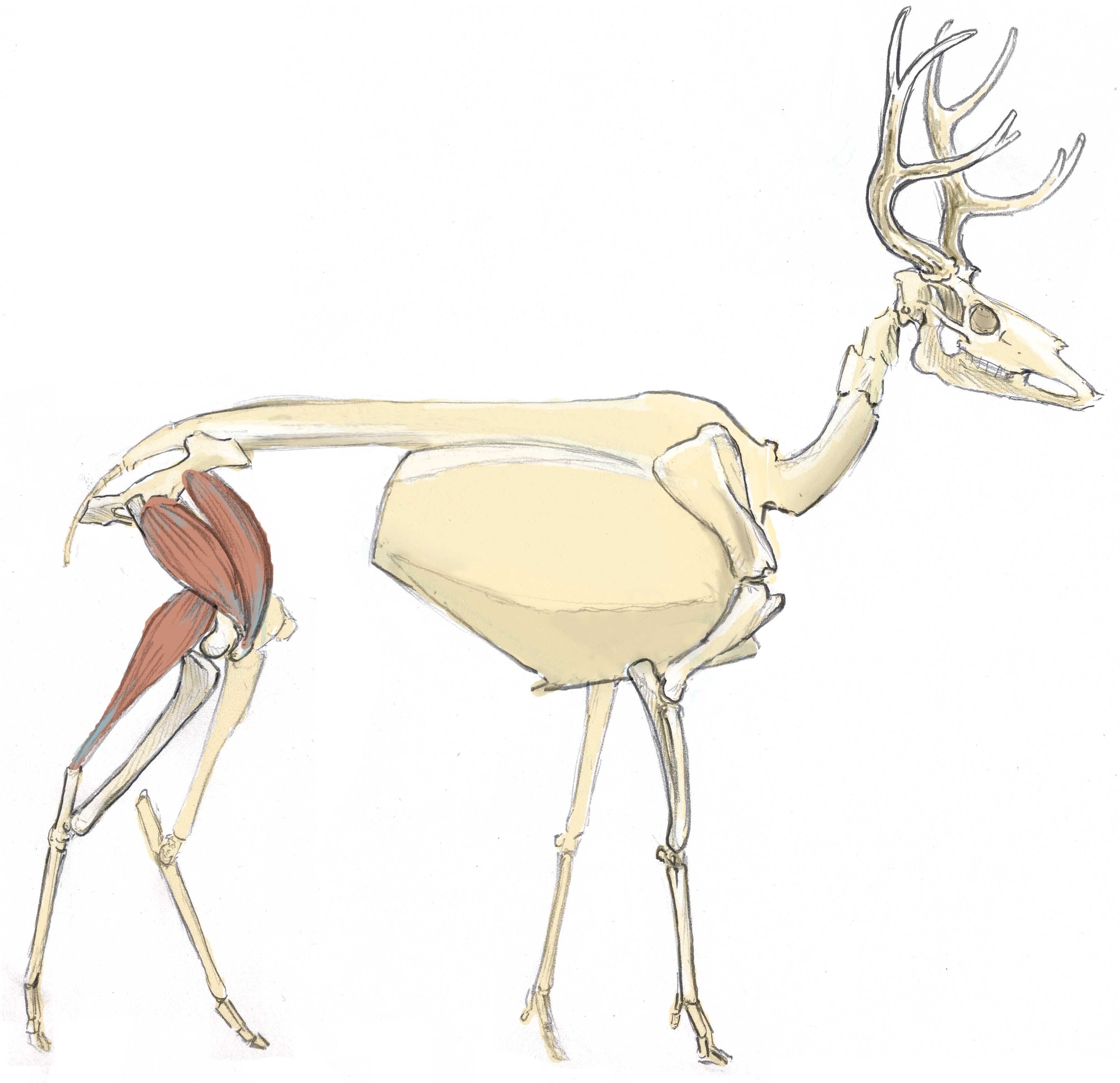 3251x3145 Mule Deer Skeleton