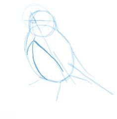 236x240 Best Drawing Birds Images