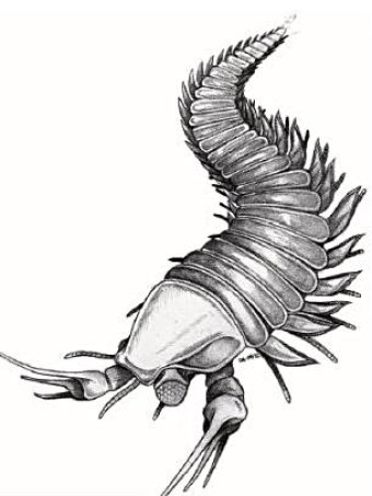 340x453 scissor handed' creepy crawly named after johnny depp