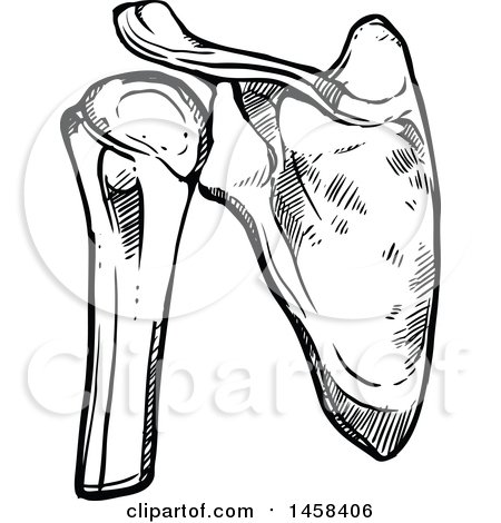 450x470 Clipart Of A Sketched Human Shoulder Joint, Black And White