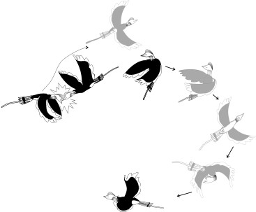 367x303 two helmeted hornbills engage in aerial jousting the impact