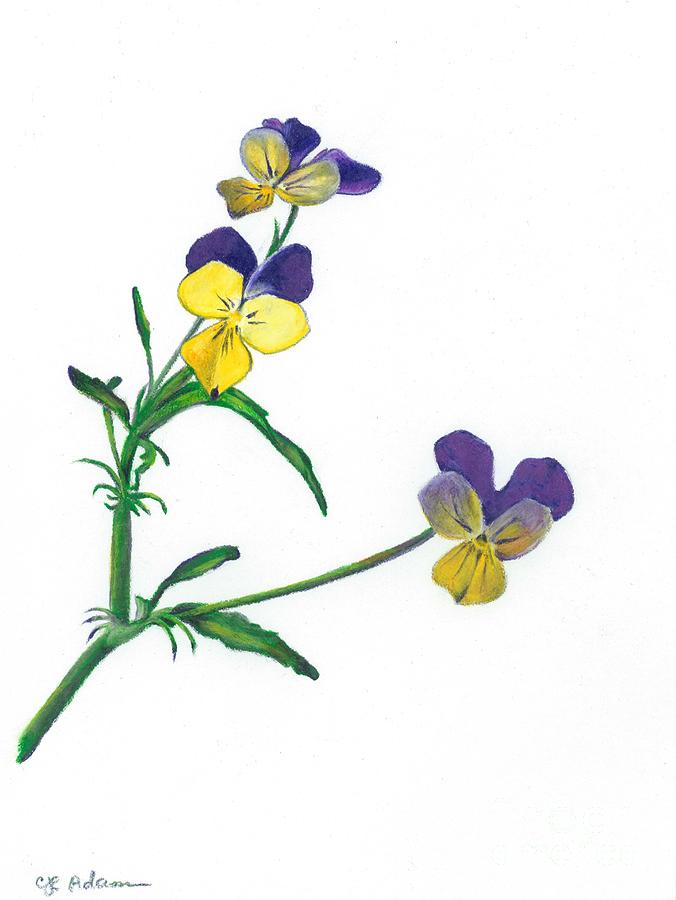 676x900 Johnny Jump Up Drawing