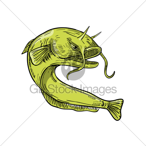 500x500 Devil Catfish Jumping Drawing Gl Stock Images