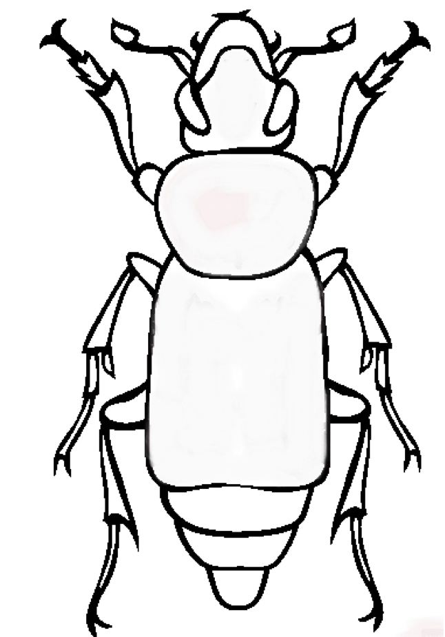 June Bug Drawing