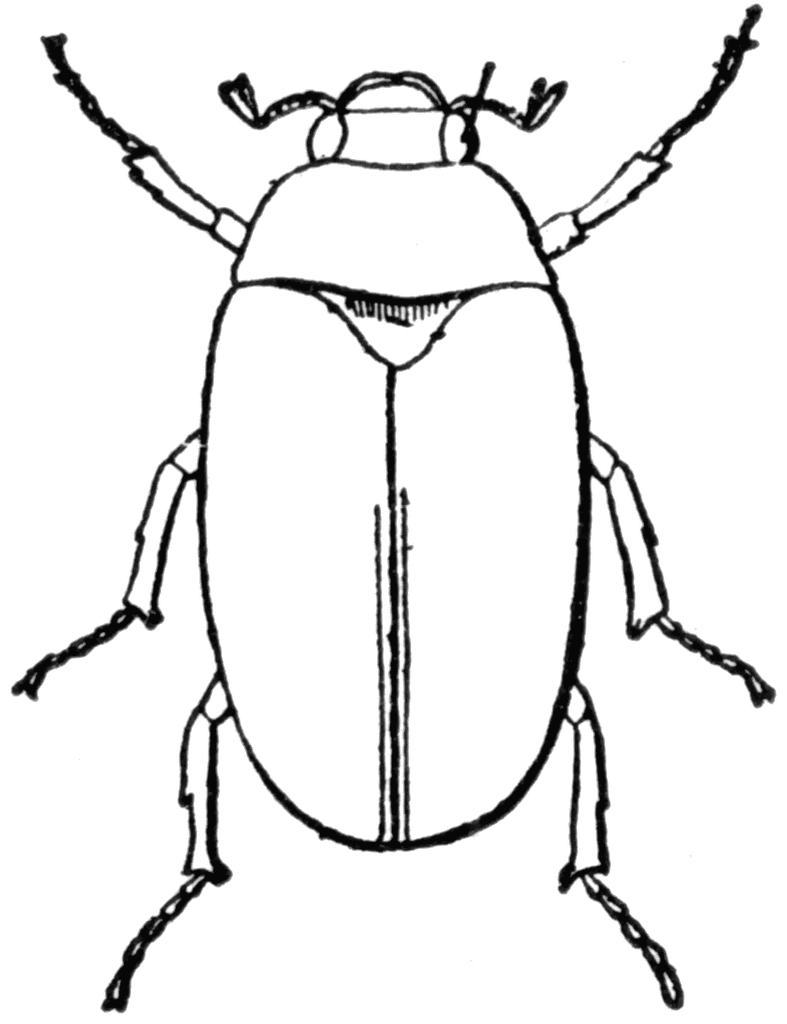 787x1024 June Bug Drawing
