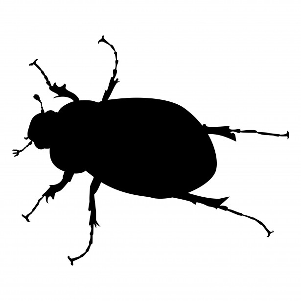 615x615 June Bug Free Stock Photo