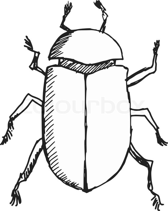 636x800 beetle drawing dung beetle for free download