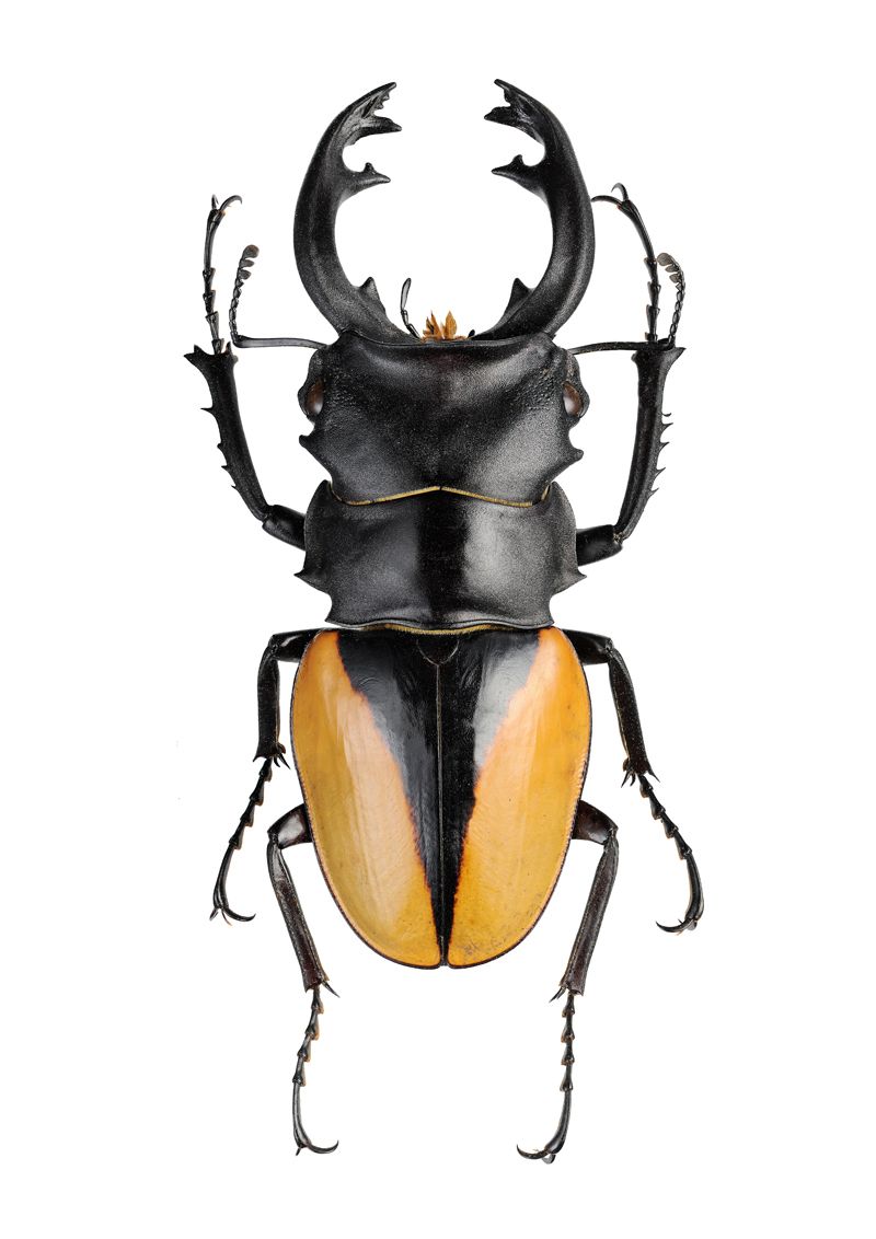 800x1132 Tropisk Ekoxe Bugs And Creepy Crawlers Bugs