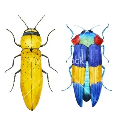 380x400 Watercolor Bug Beetle Vector